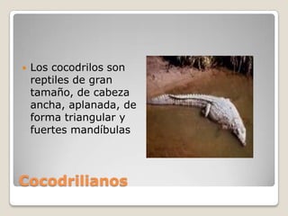 Cocodrilianos Los cocodrilos son reptiles de gran tamaño, de cabeza ancha, aplanada, de forma triangular y fuertes mandíbulas 
