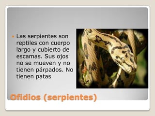 Ofidios (serpientes)Las serpientes son reptiles con cuerpo largo y cubierto de escamas. Sus ojos no se mueven y no tienen párpados. No tienen patas