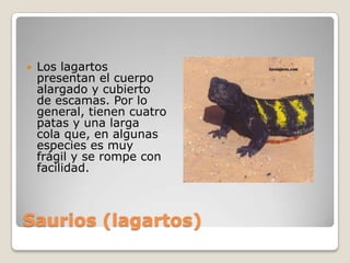 Saurios (lagartos)Los lagartos presentan el cuerpo alargado y cubierto de escamas. Por lo general, tienen cuatro patas y una larga cola que, en algunas especies es muy frágil y se rompe con facilidad.
