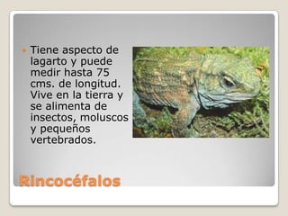RincocéfalosTiene aspecto de lagarto y puede medir hasta 75 cms. de longitud. Vive en la tierra y se alimenta de insectos, moluscos y pequeños vertebrados.