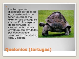 Quelonios (tortugas)Las tortugas se distinguen de todos los otros vertebrados por tener un carapacho exterior que protege su cuerpo. En la mayoría de las tortugas, el carapacho forma una envoltura con cavidades por donde pueden sacar las extremidades, cola, y cabeza