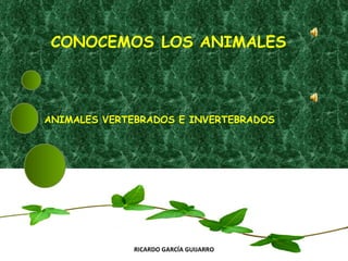CONOCEMOS   LOS ANIMALES RICARDO GARCÍA GUIJARRO ANIMALES VERTEBRADOS E INVERTEBRADOS 
