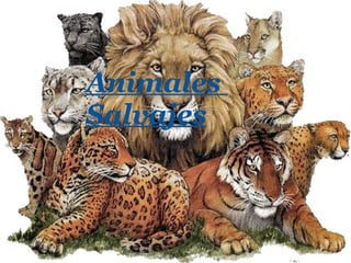 Animales  Salvajes 