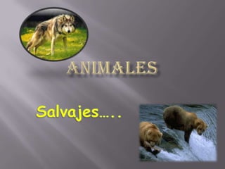 Animales Salvajes….. 