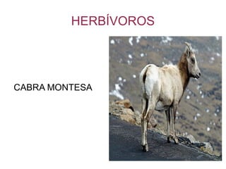 HERBÍVOROS CABRA MONTESA
