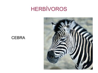 HERBÍVOROS CEBRA 