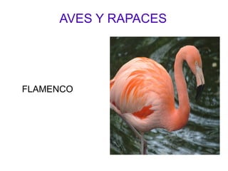 AVES Y RAPACES FLAMENCO