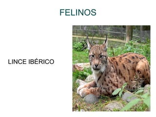 FELINOS LINCE IBÉRICO