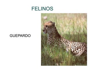 FELINOS GUEPARDO 