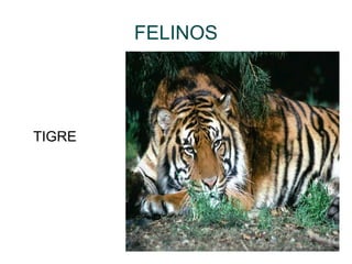 FELINOS TIGRE 