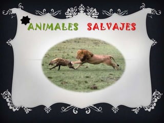 ANIMALES   SALVAJES 