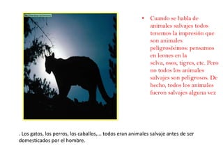 Cuando se habla de animales salvajes todos tenemos la impresión que son animales peligrosísimos: pensamos en leones en la selva, osos, tigres, etc. Pero no todos los animales salvajes son peligrosos. De hecho, todos los animales fueron salvajes alguna vez. Los gatos, los perros, los caballos,... todos eran animales salvaje antes de ser domesticados por el hombre. 