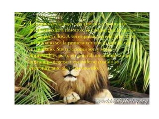 Los animales salvajes son curiosos y como nos puede suceder a nosotros, se intrigan por lo que es nuevo para ellos. A veces puede suceder que al ver un humano sea la primera vez que es animal vea a un humano. Sus reacciones son y serán imprevisibles pero, en general, un animal salvaje buscará protegerse y esconderse cuando se encuentre ante algo desconocido.