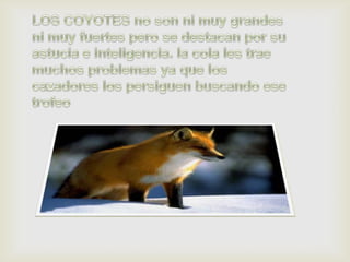 LOS COYOTES no son ni muy grandes ni muy fuertes pero se destacan por su astucia e inteligencia. la cola les trae muchos problemas ya que los cazadores los persiguen buscando ese trofeo