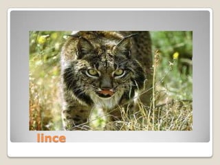 lince
 