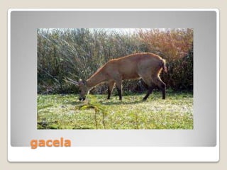 gacela
 