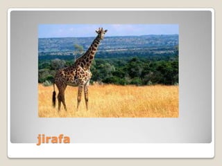 jirafa
 