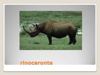 rinoceronte
 