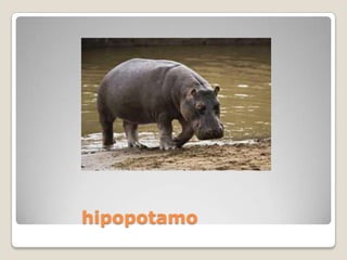hipopotamo
 