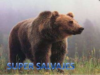 Animales salvajes