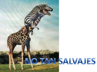 Animales salvajes