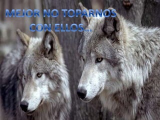 Animales salvajes