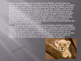    Como otros miembros de la familia de los félidos, el león tiene un
    cuerpo esbelto, compacto, musculoso y con un pecho amplio. Su cabeza
    es redonda y corta, y luce unas prominentes brisas. El cráneo está bien
    adaptado para dar muerte y devorar a sus presas. Visión y oído son de
    mayor importancia que el sentido del olfato para localizar las presas.
    Como en la mayoría de los félidos, los leones machos adultos son más
    grandes que las hembras adultas (de un 20 a un 35%, incluso un 50%
    más pesados) Ello les procura una notable ventaja en la alimentación,
    donde pueden competir con otros y robar carroña para sí, pero en
    realidad los machos de una manada sobreviven casi exclusivamente por
    las presas muertas por las hembras.
           El papel principal del macho en la manada consiste en proteger
    el territorio y a las hembras contra los otros machos; su tamaño también
    constituye una ventaja en este aspecto. La espléndida melena del macho
    confiere el aspecto de un gran tamaño sin los inconvenientes de un
    aumento de peso. Las luchas no suelen acabar en guerra por que el más
    pequeño de los dos leones percibe su desventaja se retira antes de
    empezar. La melena también sirve para protegerse de golpes.
 