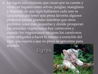    los tigres son criaturas que cazan por su cuenta y
    viven en lugares como selvas, junglas, manglares
    y depende de que tigre hablamos cada uno se
    caracteriza por tener una presa favorita algunos
    prefieren presas grandes mientras que otros
    prefieren unas mas pequeñas y donde prosperan
    los animales vegetarianos hay carnívoros y
    cuando los vegetarianos emigran los carnívoros
    están obligados a hacer lo mismo a exención del
    tigre que espera a que su presa se aproxime para
    atacarla
 