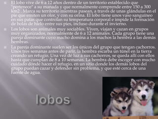    El lobo vive de 6 a 12 años dentro de un territorio establecido que
    "pertenece" a su manada y que normalmente comprende entre 150 a 300
    km2 . Marca su territorio mientras pasean, a través de unas glándulas en el
    pie que emiten un olor, y con su orina. El lobo tiene unos vaso sanguíneo
    en sus patas que controlan su temperatura corporal e impide la formación
    de bolas de hielo entre sus pies, incluso durante el invierno.
   Los lobos son animales muy sociables. Viven, viajan y cazan en grupos
    muy organizados, normalmente de 6 a 12 animales. Cada grupo tiene una
    pareja dominante cuyo macho domina a los machos la hembra a las demás
    hembras.
   La pareja dominante suelen ser los únicos del grupo que tengan cachorros.
    Unos tres semanas antes de parir, la hembra escarba un túnel en la tierra
    creando un refugio. Una vez dé luz a sus cachorros, se queda allí con ellos
    hasta que cumplan de 8 a 10 semanas. La hembra debe escoger con mucho
    cuidado dónde hacer el refugio, en un sitio donde los demás lobos del
    grupo puedan cazar y defender sin problema, y que esté cerca de una
    fuente de agua.
 
