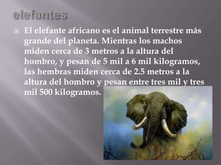    El elefante africano es el animal terrestre más
    grande del planeta. Mientras los machos
    miden cerca de 3 metros a la altura del
    hombro, y pesan de 5 mil a 6 mil kilogramos,
    las hembras miden cerca de 2.5 metros a la
    altura del hombro y pesan entre tres mil y tres
    mil 500 kilogramos.
 