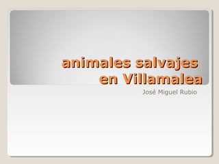 animales salvajes
    en Villamalea
         José Miguel Rubio
 