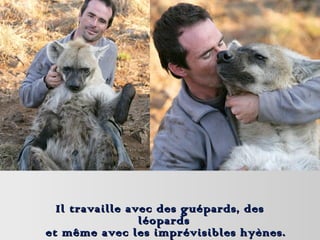 Il travaille avec des guépards, des
léopards
et même avec les imprévisibles hyènes.