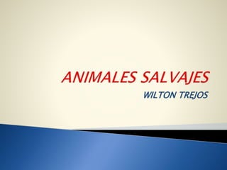 WILTON TREJOS
 