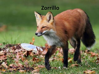 Zorrillo
 