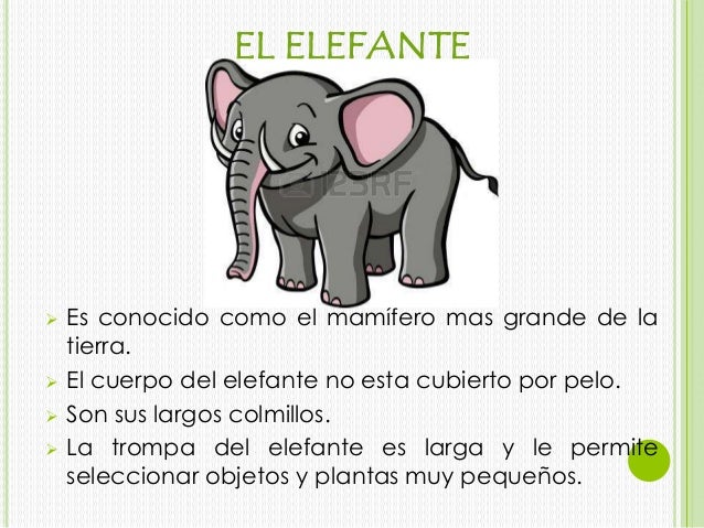 Cual Es El Sonido Onomatopeyico Del Elefante