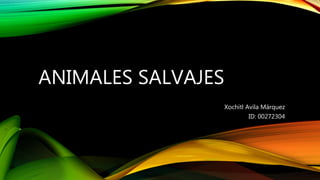 ANIMALES SALVAJES
Xochitl Avila Márquez
ID: 00272304
 