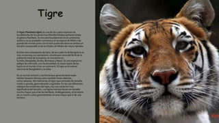 Tigre
El tigre (Panthera tigris) es una de las cuatro especies de
la subfamilia de los panterinos (familia Felidae) pertenecientes
al género Panthera. Se encuentra solamente en el continente
asiático; es un predador carnívoro y es la especie de félido más
grande del mundo junto con el león pudiendo alcanzar ambos un
tamaño comparable al de los fósiles de félidos de mayor tamaño.
Existen seis subespecies de tigre, de las cuales la de Bengala es la
más numerosa; sus ejemplares constituyen cerca del 80 % de la
población total de la especie; se encuentra en
la India, Bangladés, Bután, Birmania y Nepal. Es una especie en
peligro de extinción, y en la actualidad, la mayor parte de los
tigres en el mundo viven en cautiverio. El tigre es el animal
nacional de Bangladesh y la India.
Es un animal solitario y territorial que generalmente suele
habitar bosques densos, pero también áreas abiertas,
como sabanas. Normalmente, el tigre caza animales de tamaño
medio o grande, generalmente ungulados. En las seis diferentes
subespecies existentes del tigre, hay una variación muy
significativa del tamaño. Los tigres machos tienen un tamaño
mucho mayor que el de las hembras. Análogamente, el territorio
de un macho cubre generalmente un área mayor que el de una
hembra.
 
