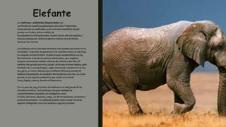 Elefante
Los elefantes o elefántidos (Elephantidae) son
una familia de mamíferos placentarios del orden Proboscidea.
Antiguamente se clasificaban, junto con otros mamíferos de piel
gruesa, en el orden, ahora inválido, de
los paquidermos (Pachydermata). Existen hoy en día tres especies y
diversas subespecies. Entre los géneros extintos de esta familia
destacan los mamuts.
Los elefantes son los animales terrestres más grandes que existen en la
actualidad.1 El periodo de gestación es de veintidós meses, el más largo
en cualquier animal terrestre. El peso al nacer usualmente es 120 kg.
Normalmente viven de cincuenta a setenta años, pero registros
antiguos documentan edades máximas de ochenta y dos años. El
elefante más grande que se ha cazado, de los que se tiene registro, pesó
alrededor de 11 000 kg (Angola, 1956), alcanzando una altura en la cruz
de 3,96 m, un metro más alto que el elefante africano promedio.El
elefante más pequeño, de alrededor del tamaño de una cría o un cerdo
grande, es una especie prehistórica que existió en la isla de
Creta, Elephas creticus, durante el Pleistoceno.
Con un peso de 5 kg, el cerebro del elefante es el más grande de los
animales terrestres. Se le atribuyen una gran variedad de
comportamientos asociados a la inteligencia como
el duelo, altruismo, adopción, juego, uso de herramientas, compasión y
autorreconocimiento. Los elefantes pueden estar a la par con otras
especies inteligentes como los cetáceos y algunos primates.
 