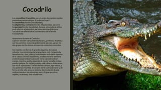 Cocodrilo
Los crocodilios (Crocodilia) son un orden de grandes reptiles
predadores semiacuáticos. El orden incluye a
los cocodrilos (familia Crocodylidae),
los aligátores y caimanes (familia Alligatoridae), así como
los gaviales(familia Gavialidae).Aunque a menudo se utiliza
para referirse a todos ellos, de forma estricta el término
'cocodrilo' se refiere solo a los miembros de la familia
Crocodylidae.
Aparecieron durante el Cretácico
superior (división Campaniense) hace 83,5 millones de años y
son los parientes vivos más próximos de las aves, ya que los
dos grupos son los únicos arcosaurios existentes conocidos.
Son reptiles con forma de grandes lagartos, de cuerpo
robusto, morro prominente largo y plano, cola comprimida
lateralmente y ojos, oídos y fosas nasales en la parte superior
de la cabeza. Buenos nadadores, pueden moverse en tierra
andando separando el cuerpo de tierra o arrastrando el
cuerpo, mientras que las especies de menor tamaño incluso
pueden galopar. Su piel es gruesa y está cubierta de escamas
que no se superponen.Tienen dientes cónicos, tipo estaca, y
una poderosa mordida. El corazón tiene cuatro cámaras y, de
forma similar a las aves, un sistema de circulación de aire
unidireccional en los pulmones, pero, al igual que otros
reptiles, no aviares, sino ectotermos.
 