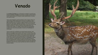 Venado
Los cérvidos (Cervidae) son una familia de mamíferos rumiantes que
incluye los ciervos o venados. Su tamaño es variable, siendo el alce el
mayor (hasta 450 kg), y el venadito o pudú sudamericano, el menor,
con unos 8 o 10 kg.
Tienen patas delgadas, pezuñas partidas en dos y largos cuellos con
cabezas largas y finas, aptas para el ramoneo o el pastoreo, salvo
algunas adaptaciones concretas en algunas especies como es el caso
de los alces, que pastan vegetales acuáticos, o los renos, de hocicos
peludos y anchos aptos para ramonear liquen en las zonas árticas. Son
esbeltos herbívoros, si bien las especies más grandes tienen una
configuración similar a un caballo, mientras que las más pequeñas
resultan más rechonchas para poder moverse con facilidad por el
sotobosque.
Tienen el pelo liso o moteado en la mayoría de las especies, salvo
algunas cuyo pelaje es poco preciso como ocurre con los renos, y son
los únicos mamíferos a los que les crecen astas o cuernas nuevas cada
año, formadas por hueso muerto. En la mayoría de las especies que
comprenden la familia, solo las desarrollan los machos a partir del
primer año de edad, aumentando de tamaño y complejidad a medida
que el individuo va madurando; los machos las utilizan durante la
época de apareamiento cuando compiten por las hembras, mientras
que las hembras que sí son astadas al parecer las usan como elemento
de defensa para sus crías, ya que el periodo de muda no coincide con
el de los machos.
 
