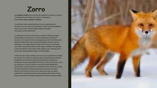 Zorro
Los vulpinos (Vulpini) son una tribu de mamíferos carnívoros incluidos
en la familia de los cánidos. Se conocen comúnmente
como zorros, zorras, raposos o raposas.
Actualmente están representados por unas 27 especies que se
encuentran en casi todos los continentes, aunque la más extendida es
el zorro rojo o zorro común (Vulpes vulpes), que habita
en Europa y América del Norte.
La mayoría de los zorros viven entre 5 a 7 años en libertad, aunque
pueden llegar a alcanzar los 12 o incluso sobrepasar esa edad en
cautiverio. Son generalmente más pequeños que otros miembros de la
familia Canidae, tales como; [Canis lupus|lobos]], chacales y perros
domésticos. Sus rasgos típicos incluyen un fino hocico y una espesa
cola. Otras características físicas varían según su hábitat. Por ejemplo,
el zorro del desierto tiene largas orejas y pelaje corto, mientras que el
zorro ártico tiene pequeñas orejas y un denso pelaje.
A diferencia de muchos cánidos, los zorros no son usualmente animales
de manada. Son solitarios cazando su presa (especialmente roedores).
Empleando una técnica de salto practicada desde una edad muy
temprana en la que, dependiendo del terreno, utiliza una técnica u otra;
por ejemplo en la nieve se dedica a escuchar la presa debajo de la
gruesa capa y cuando predice los movimientos de la misma, da un salto
muy alto en postura vertical para penetrar en la nieve con mayor
eficacia y así alcanzar a la presa, son capaces de matar a su presa
raudamente. Su dieta alimenticia incluye desde saltamontes a fruta y
bayas, y presentan el fenotipo de glándula mamaria superdesarrollada.
 