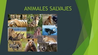 ANIMALES SALVAJES
 