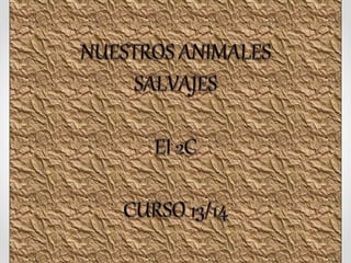 Animales salvajes2 C