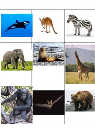Animales salvajes grandes