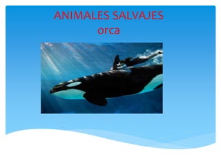 ANIMALES SALVAJES
orca
 
