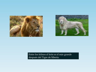 Entre los felinos el león es el más grande después del Tigre de Siberia. 