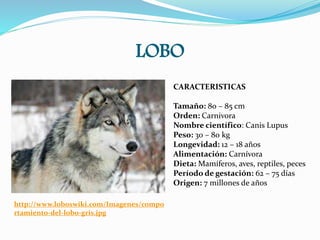 LOBO
http://www.loboswiki.com/Imagenes/compo
rtamiento-del-lobo-gris.jpg
CARACTERISTICAS
Tamaño: 80 – 85 cm
Orden: Carnivora
Nombre científico: Canis Lupus
Peso: 30 – 80 kg
Longevidad: 12 – 18 años
Alimentación: Carnívora
Dieta: Mamíferos, aves, reptiles, peces
Período de gestación: 62 – 75 días
Origen: 7 millones de años
 