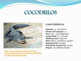 COCODRILOS
http://www.animalesenlaweb.com/wp-
content/uploads/2016/02/Informaci%C3%B3
n-sobre-el-cocodrilo-1.jpg
CARACTERISTICAS
Tamaño: 1,5 – 8,5 metros
Número de especies: 14
Peso: 500 – 1700 kilogramos
Longevidad: 70 – 100 años
Alimentación: Carnívora
Dieta: Peces, mamíferos, reptiles
Reproducción: Ovípara
Período de incubación: 90 días
Origen: 200 millones de años
 