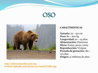 OSO
http://informeinsolito.com/wp-
content/uploads/2016/06/oso-en-espa%C3%B1a.jpg
CARACTERISTICAS
Tamaño: 70 – 150 cm
Peso: 80 – 600 kg
Longevidad: 20 – 25 años
Alimentación: Omnívora
Dieta: Frutas, peces, carne
Reproducción: Vivípara
Período de gestación: 180 –
270 días
Origen: 12 millones de años
 
