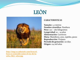 LEÓN
http://img1.es.ndsstatic.com/leon/el-
leon-es-conocido-como-el-rey-de-la-
selva_8677_w620.jpg
CARACTERISTICAS
Tamaño: 1,2 metros
Nombre científico: Panthera
Peso: 120 – 260 kilogramos
Longevidad: 10 – 14 años
Alimentación: Carnívora
Dieta: Mamíferos, aves, reptiles, peces
Reproducción: Vivípara
Período de gestación: 110 días
Origen: 124 mil años
 